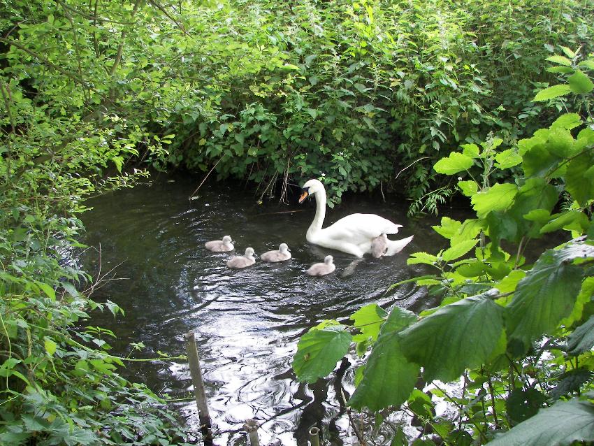 Swans on Eastwyke stream